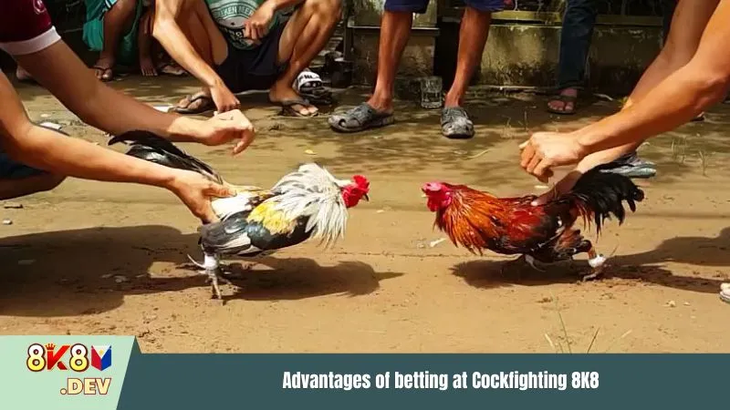 Advantages of betting at Cockfighting 8K8