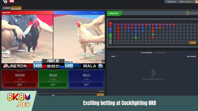 Exciting betting at Cockfighting 8K8