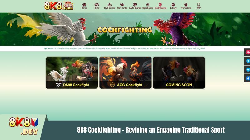 Cockfighting 8K8 – Reviving an Engaging Traditional Sport