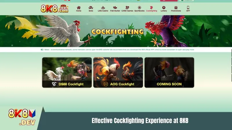 Effective Cockfighting Experience at 8K8