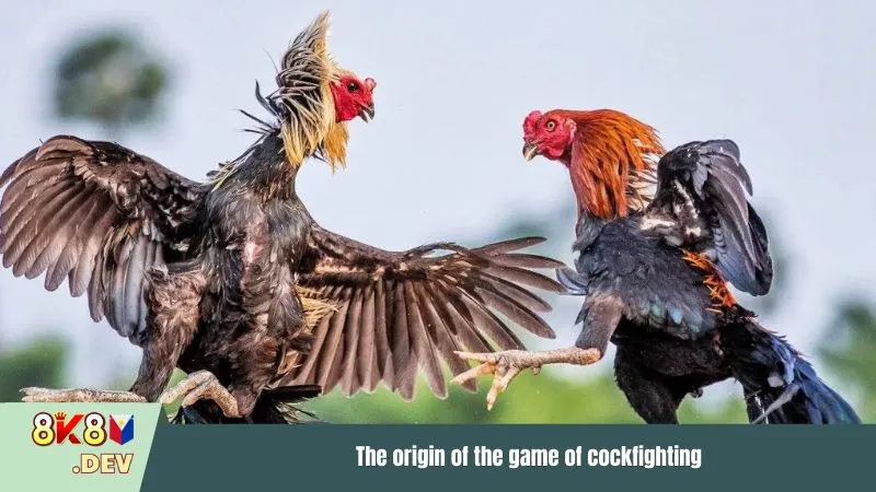 The origin of the game of cockfighting